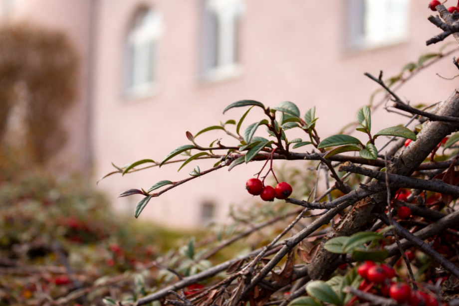Rote Beeren im nahen Fokus Etagenwohnung Heidenau